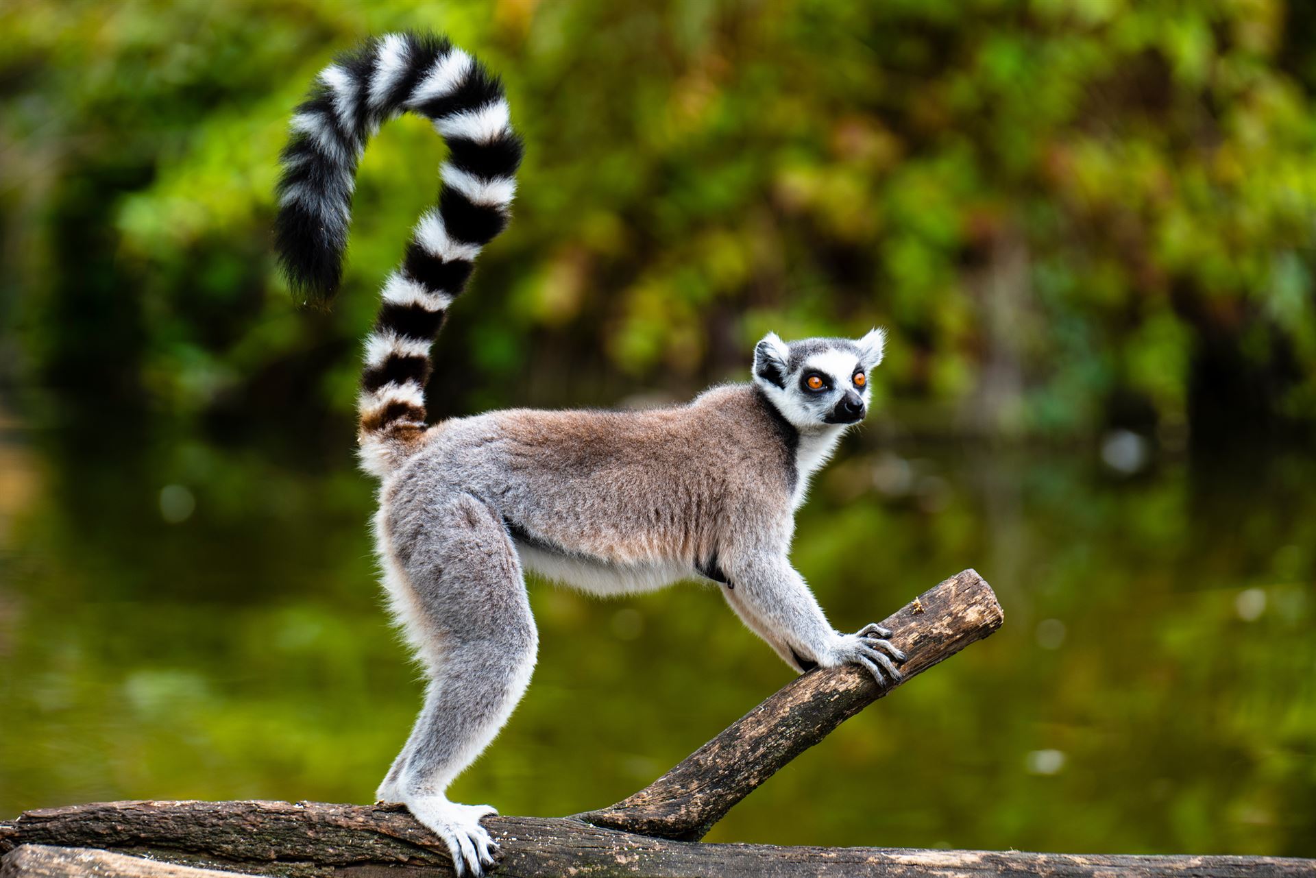 lemur oparty o gałąź drzewa